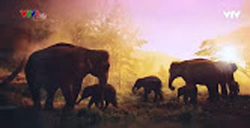 Triển lãm tranh và nhảy tập thể để tuyên truyền bảo vệ voi