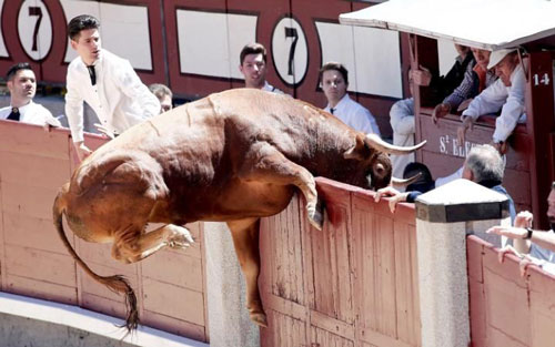 Ảnh động vật: Bò tót hung hãn thoát khỏi trường đấu