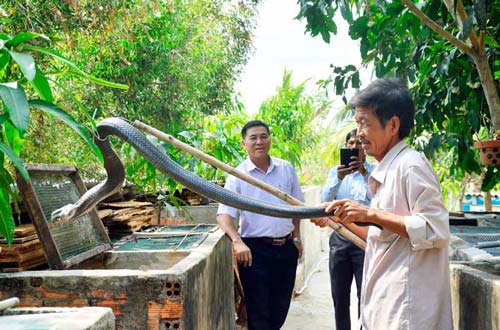 Kiên Giang: 5 năm nuôi mãng xà cực độc, bị cắn bao lần nhưng vẫn mê