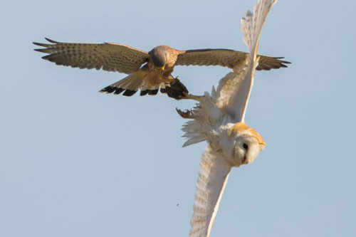 Chim cắt xảo quyệt cướp trắng mồi ngon của cú