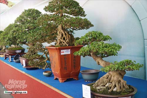 Cả ngàn "người mẫu" chân dài chân ngắn bonsai đang khoe sắc ở Sài Gòn