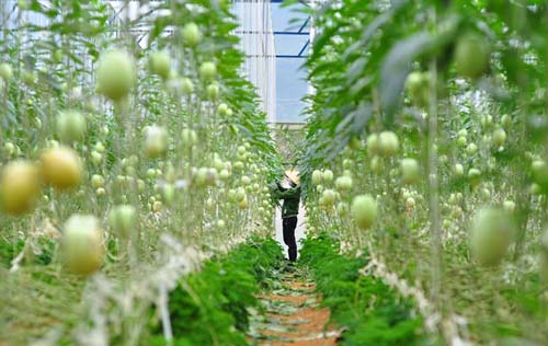 Lâm Đồng: Mỗi ngày cầm chắc 7 triệu đồng từ loại dưa tí hon tưởng lạ mà quen