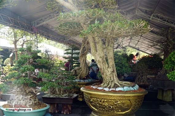 ca ngan "nguoi mau" chan dai chan ngan bonsai dang khoe sac o sai gon hinh anh 11