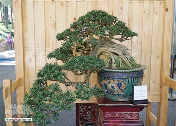 ca ngan "nguoi mau" chan dai chan ngan bonsai dang khoe sac o sai gon hinh anh 2