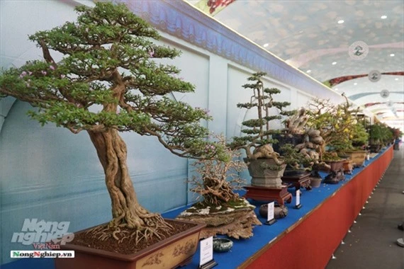 ca ngan "nguoi mau" chan dai chan ngan bonsai dang khoe sac o sai gon hinh anh 4