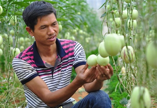 moi ngay cam chac 7 trieu dong tu loai dua ti hon tuong la ma quen hinh anh 4