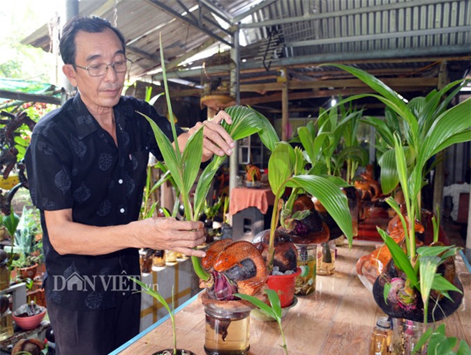 lao nong ca mau me dua bonsai 12 con giap khien ai cung tram tro hinh anh 1