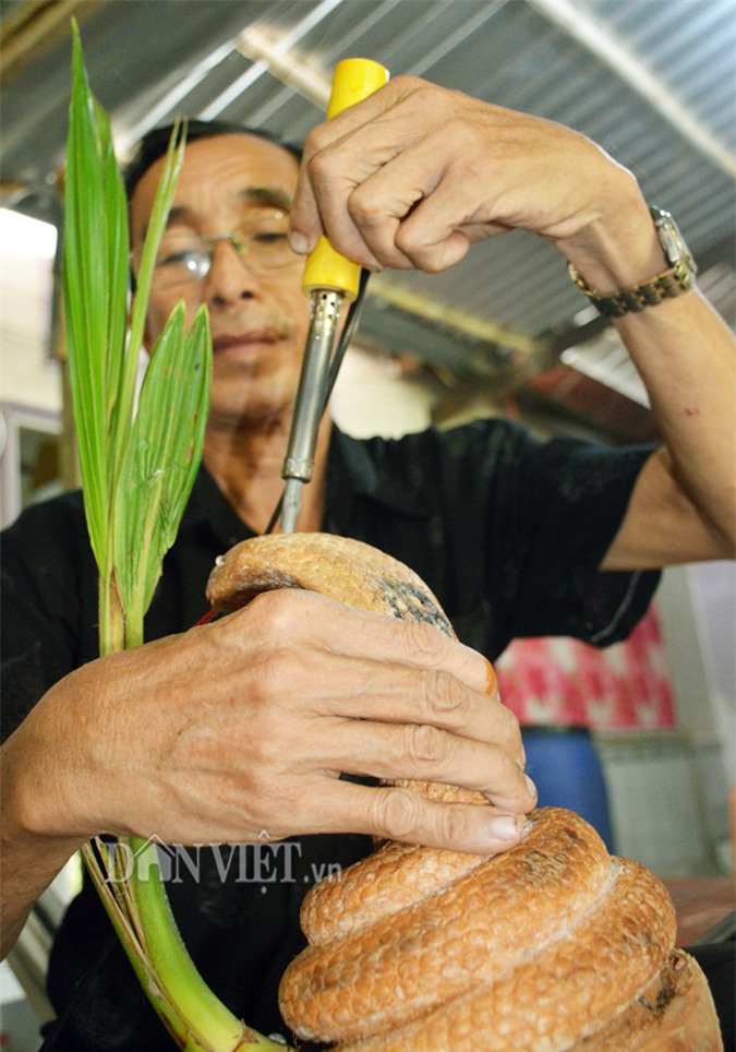 lao nong ca mau me dua bonsai 12 con giap khien ai cung tram tro hinh anh 6