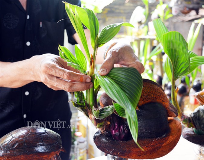 lao nong ca mau me dua bonsai 12 con giap khien ai cung tram tro hinh anh 9