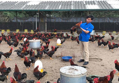 Mô hình liên kết chăn nuôi gà Lạc Thủy đem về cho anh Bùi Đông Giang, xã An Bình (Lạc Thủy) thu nhập tiền tỷ mỗi năm