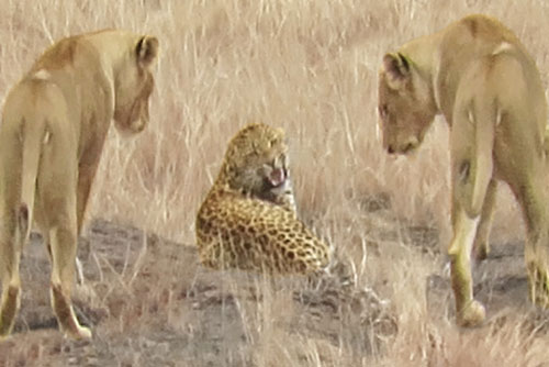 Báo hoa mai lọt vào vòng vây của bầy sư tử và cái kết cực kỳ khó tin