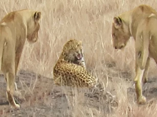Báo hoa mai lọt vào vòng vây của bầy sư tử và cái kết cực kỳ khó tin