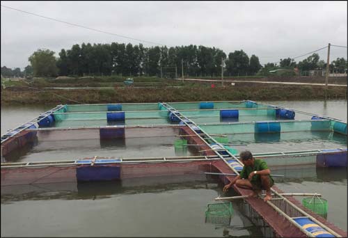 Thừa Thiên - Huế: Nuôi cá chình lồng, bán 350-400 ngàn đồng/ký, lãi tiền tỷ