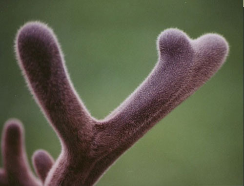 Cách dùng lộc nhung chữa bệnh