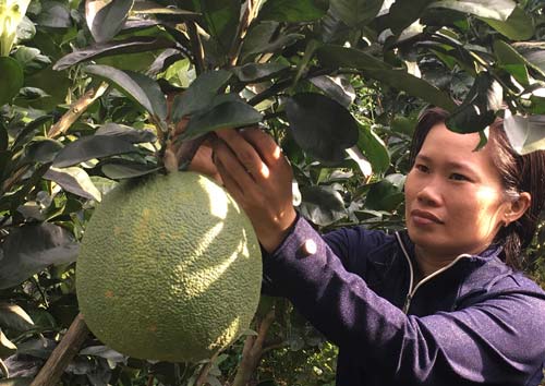 Long An: Kỳ công trồng bưởi da xanh hữu cơ, 10 trái như 10, chưa hề ế