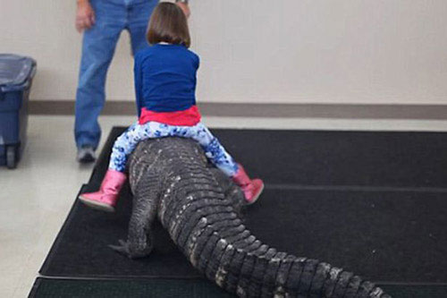 Hãi hùng trò chơi nguy hiểm nhất thế giới: Bé gái cưỡi cá sấu trong ngày sinh nhật