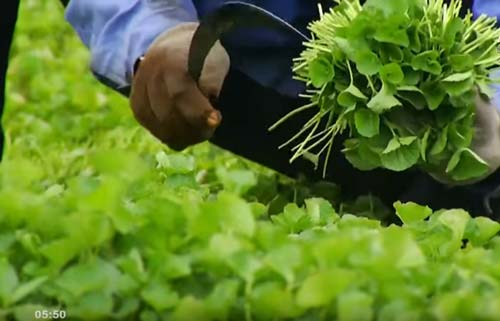 Ảnh động vật: Rùa lười nhác cưỡi lưng cá sấu