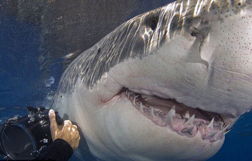 Ảnh đẹp: Chụp cận cảnh cá mập trắng khổng lồ nhe răng