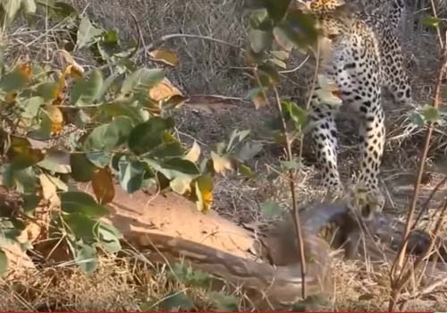 CLIP: Báo hoa mai đại chiến trăn khổng lồ và cái kết