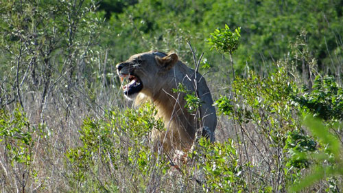 Cận cảnh sư tử tàng hình săn thịt tê giác con