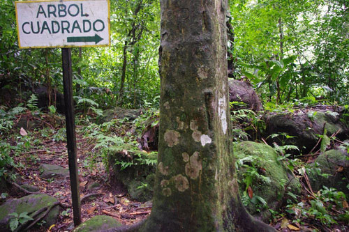 Kỳ lạ thung lũng những cây thân vuông đầy bí ẩn