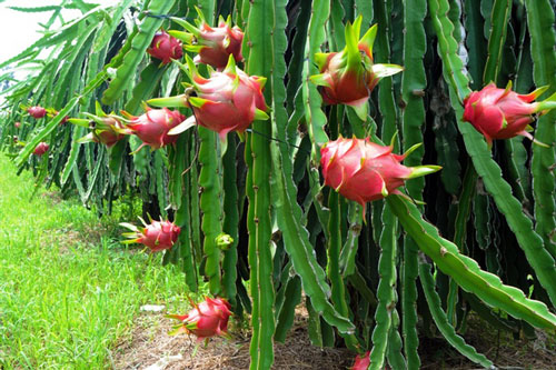 Giá thanh long nghịch vụ giảm sâu còn 6.000 đồng/kg