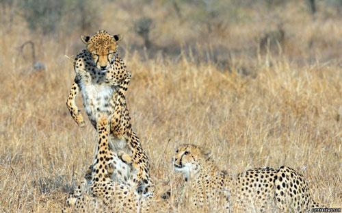 Báo đốm con nghịch ngợm khiến báo mẹ “đứng hình” vì sợ