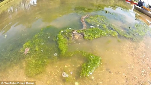 Rắn nước tử chiến sống còn với cá trê to gấp 3