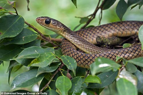 Ấn Độ: Đang nghỉ ngơi bị rắn cắn, nổi điên cắn nát con rắn