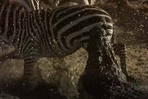 CLIP: Ngựa vằn thoát chết thần kỳ khi bị cá sấu tấn công