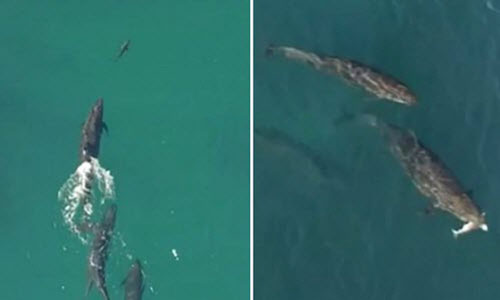 Kịch tính cảnh cá heo truy sát cá mập trên biển