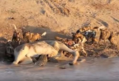 CLIP: Chó hoang cướp mồi của cá sấu và cái kết