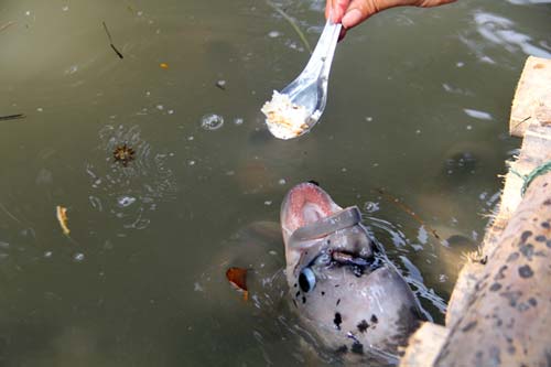 Quá độc, lạ Cần Thơ: Đút từng thìa cơm cho cá ăn như đút cho em bé