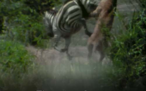 CLIP: Ngựa vằn tung cước "lật mặt" sư tử