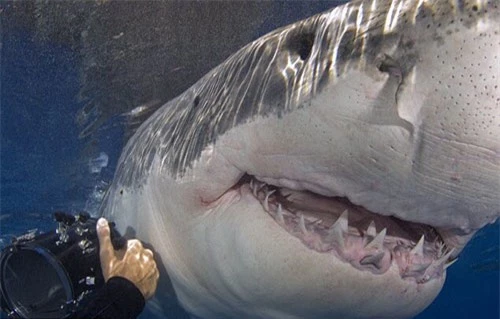 Ảnh đẹp: Chụp cận cảnh cá mập trắng khổng lồ nhe răng - 7