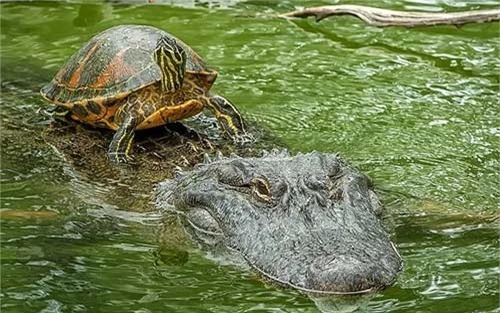Ảnh động vật: Rùa lười nhác cưỡi lưng cá sấu - 14