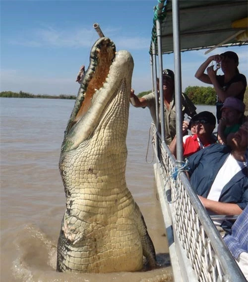 Cá sấu khổng lồ tử chiến để trả thù cá mập - 2