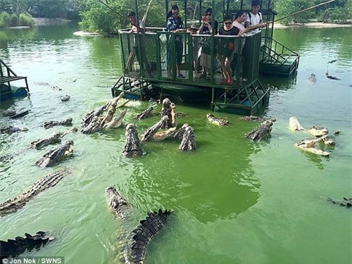 Du khách đứng trên bè tự chế vui đùa giữa bầy cá sấu khiến người xem rùng mình - 2