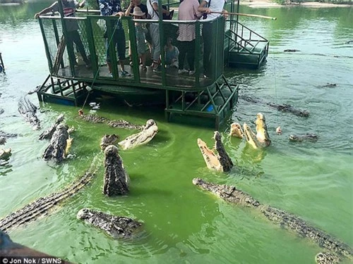 Du khách đứng trên bè tự chế vui đùa giữa bầy cá sấu khiến người xem rùng mình - 5