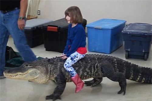 Hãi hùng trò chơi nguy hiểm nhất thế giới: Bé gái cưỡi cá sấu trong ngày sinh nhật - 2