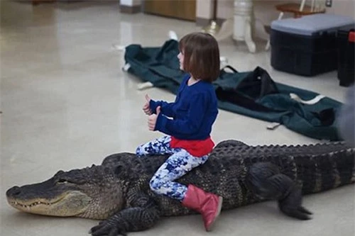 Hãi hùng trò chơi nguy hiểm nhất thế giới: Bé gái cưỡi cá sấu trong ngày sinh nhật - 3