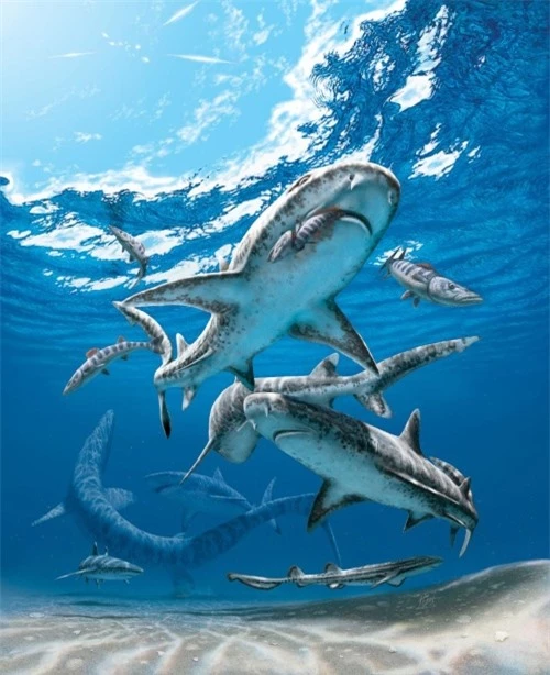 Khủng long tuyệt chủng buộc cá mập phải tiến hóa nhỏ lại? - 2