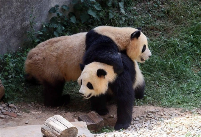 Kungfu Panda phien ban gau truc thuc te sieu dang yeu-Hinh-2