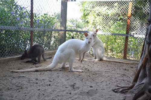 CLIP: Thích thú với hình ảnh chuột túi wallaby lần đầu tiên xuất hiện ở Hà Nội