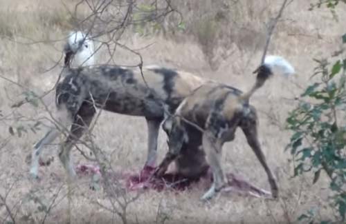 CLIP: Chó hoang giết chết con mồi vô cùng tàn độc