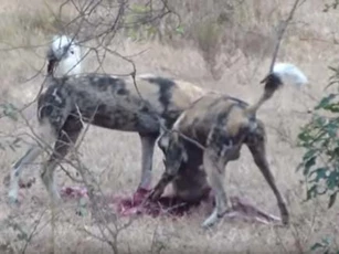 CLIP: Chó hoang giết chết con mồi vô cùng tàn độc