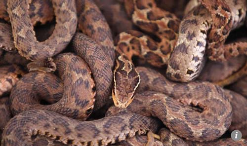 Ngôi làng Trung Quốc kiếm bộn tiền nhờ nuôi 3 triệu con rắn