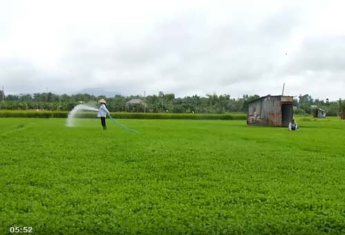 Bà Rịa - Vũng Tàu: Trồng rau má cho thu nhập ổn định