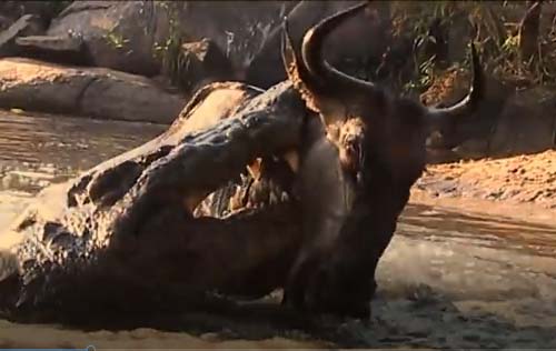 CLIP: Linh dương đầu bò chết thảm khi bị cá sấu tấn công