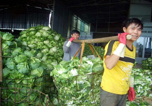 Rau sản xuất nông nghiệp công nghệ cao tại Lâm Đồng